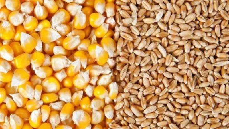 تضاعف صادرات روسيا من القمح والذرة والبقول خلال يناير