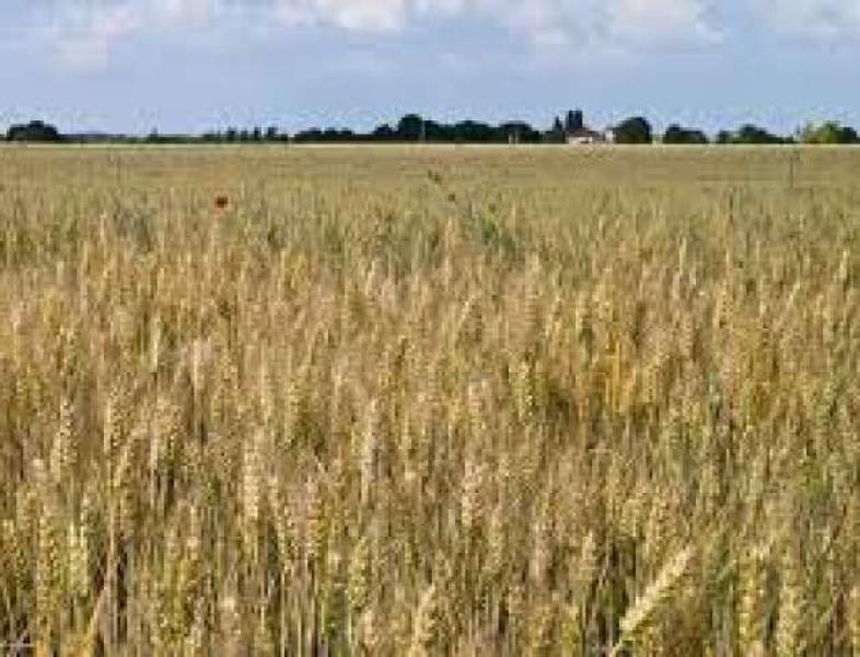 الزراعة تصدر توصيات هامة لمزارعي القمح مع بداية أمشير