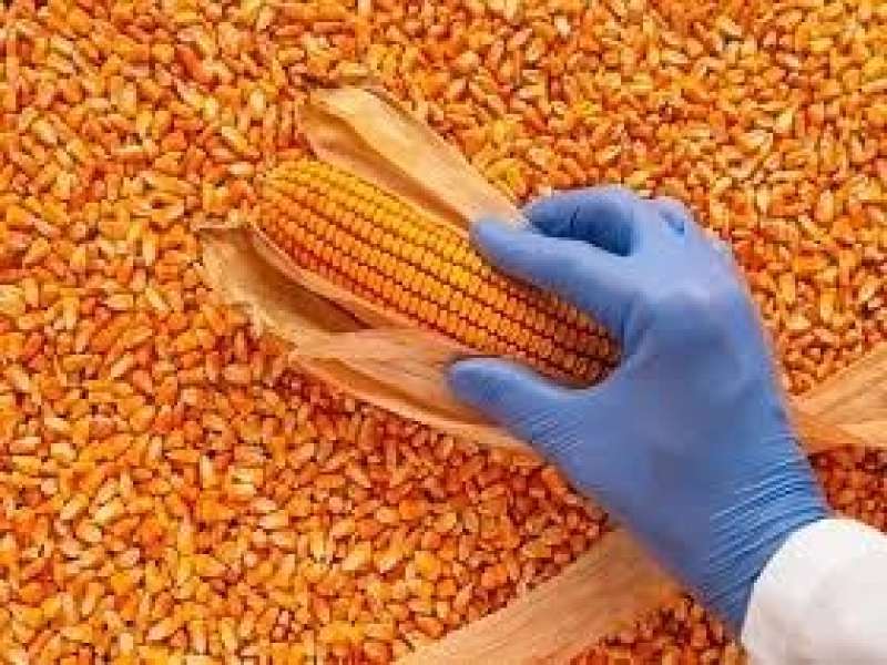 توقعات بارتفاع صادرات الذرة والصويا البرازيلية