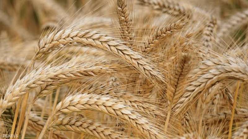 الهند تدرس تمديد الحظر على صادرات القمح لزيادة مخزونات القمح المحلية