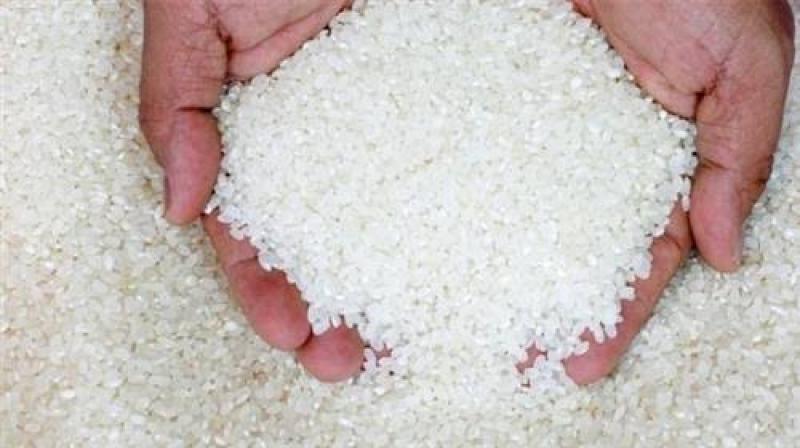د. سعيد سليمان يعدد مزايا الأرز الجاف عرابي.. لمضاعفة الإنتاج