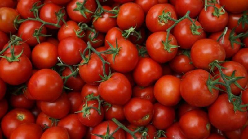 «الزراعة» تقدم روشتة لحماية المحاصيل من «الصقيع».. أبرزها الطماطم والمانجو