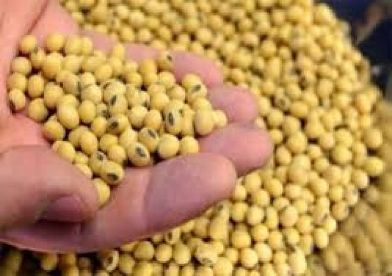 اتحاد الصناعات المصرية: التوسع في زراعة فول الصويا يرفع الإنتاج المحلي من الزيت