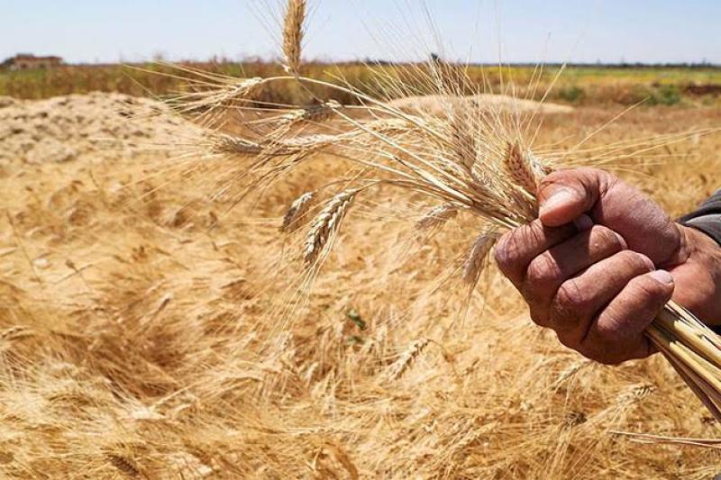 القمح الكازاخستاني،القمح الكازاخي،القمح،صادرات القمح الكازاخي،إلى تركيا،خلال 2022