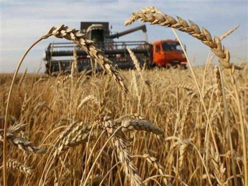 فرنسا تنتظر موسمًا تصاعديًا من إنتاجية القمح وبذور اللفت