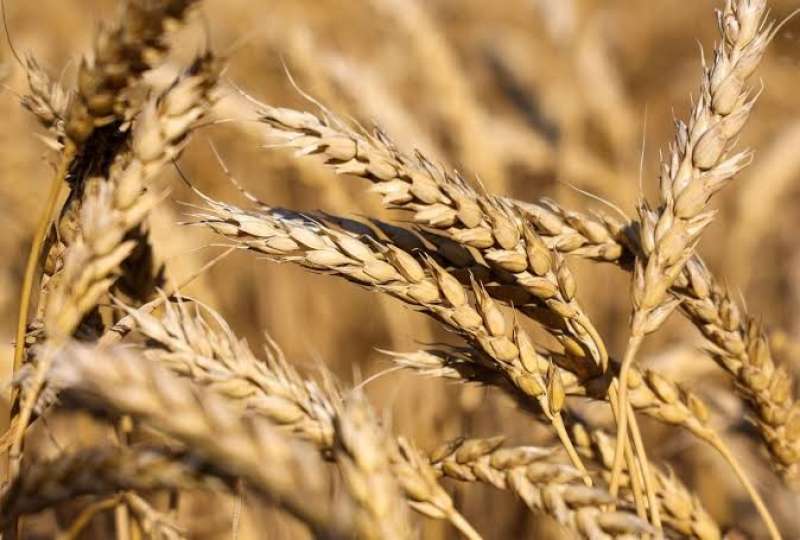 الزراعة توضح الأوقات الأمانه لري القمح في ظل التقلبات الجوية