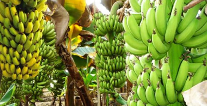 مكافحة نيماتودا الموز
