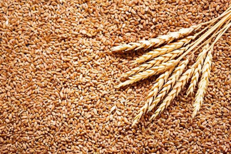 الحكومة: ملتزمون بشراء القمح بـ1250٠ جنيهًا للأردب حتى لو إنخفضت أسعاره عالميًا