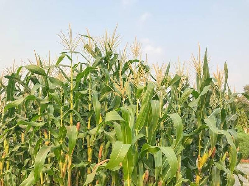 الولايات المتحدة تزرع 91 مليون فدان بمحصول الذرة