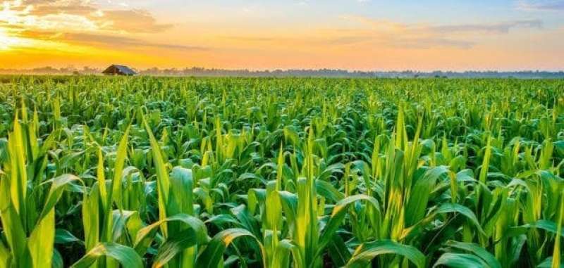 الزراعة الصينبة: إجراءات عاجلة لحماية المحصول الزراعي في البلاد