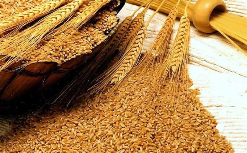 ارتفاع تصنيف محصول القمح اللين في فرنسا