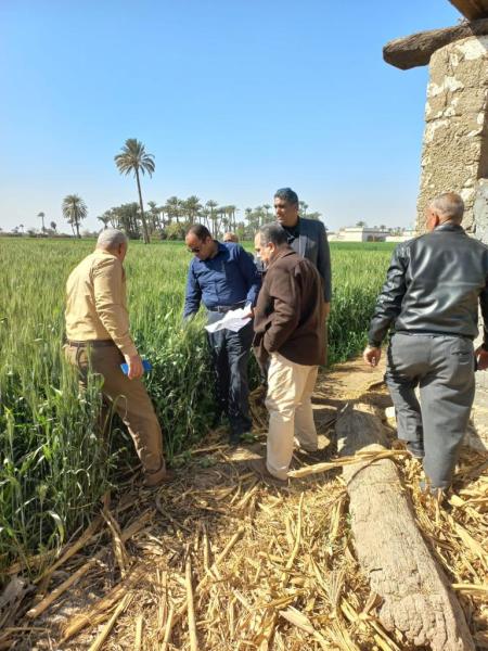 «الزراعة» تتابع تنفيذ الزراعات التعاقدية وتدقيق مساحات القمح في بنى سويف