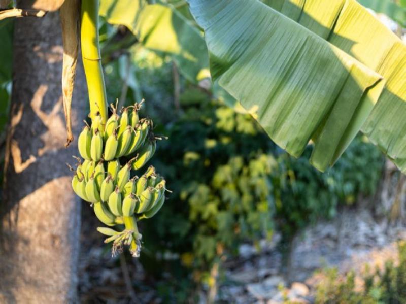 زراعة أنسجة الموز 