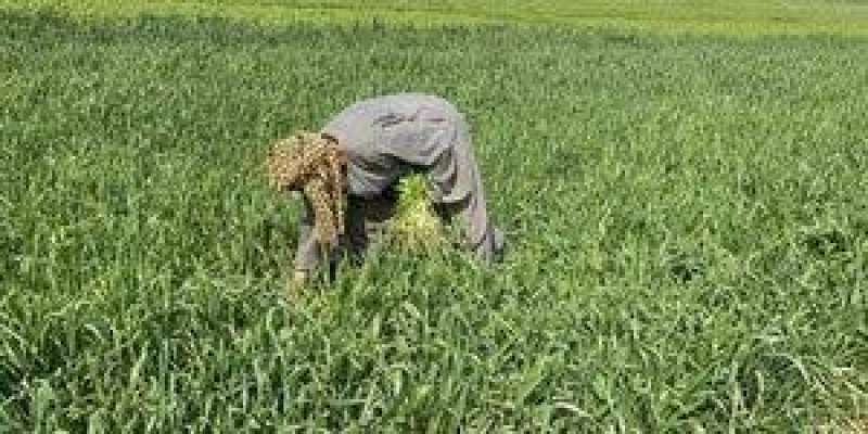 «مناخ الزراعة» يكشف موعد إنخفاض الحرارة ويحذر من ظاهرة تؤثر على القمح