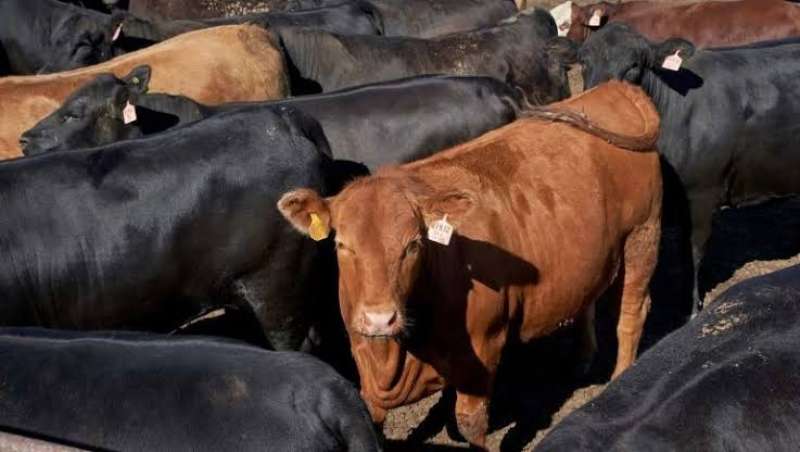 هل تعلق مصر استيراد اللحوم من البرازيل؟.. بسبب مرض جنون البقر