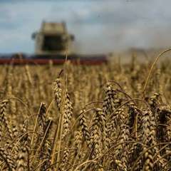 تراجع صادرات القمح الروسي 100 ألف طن لهذه الأسباب