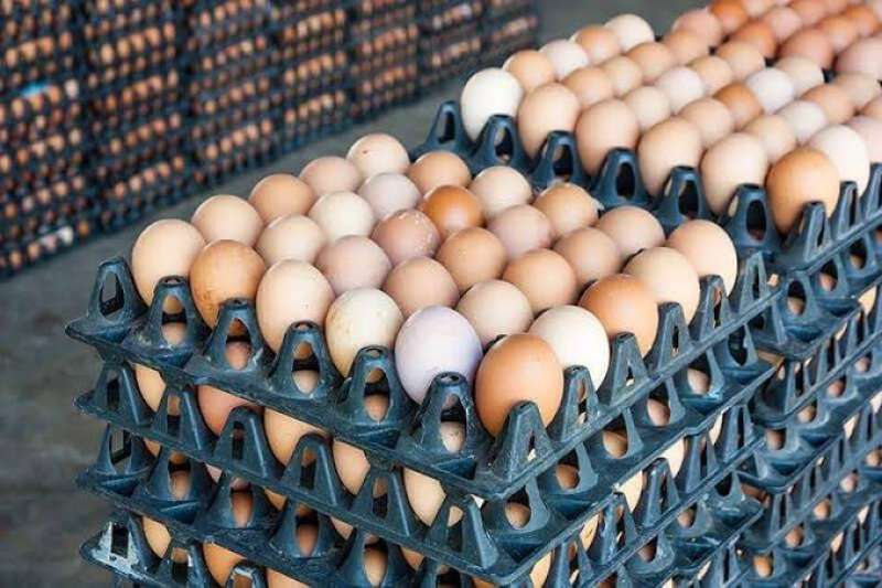 استقرار سعر طبق بيض المائدة اليوم الخميس 9 – 3- 2023