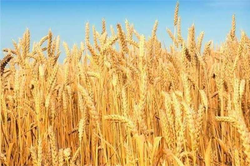 روسيا تخفض الرسوم الجمركية على صادرات القمح