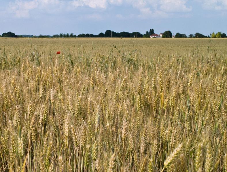 الزراعة تكشف الايام الآمنة لري القمح خلال هذا الأسبوع