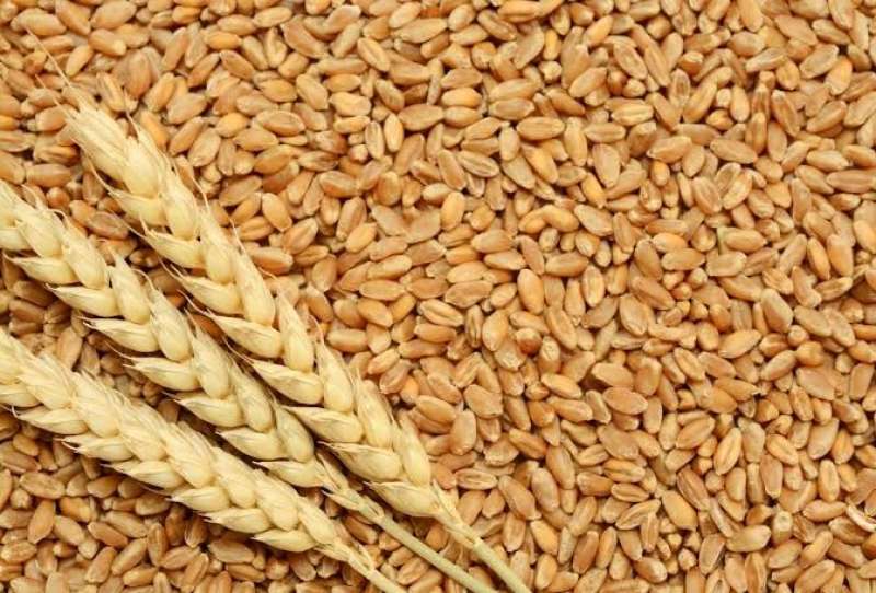 صناعة الحبوب تقترح توريد القمح وفقًا للسعر العالمي