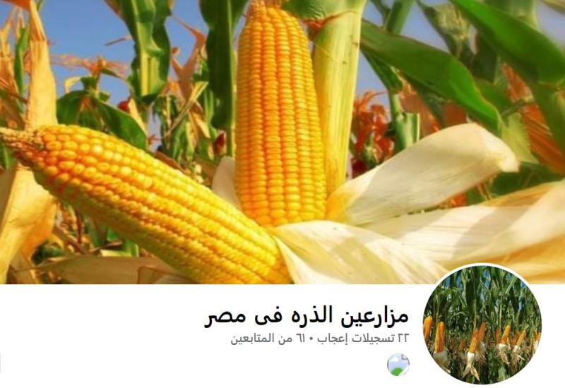 بروفايل صفحة "مزارعين الذرة في مصر"
