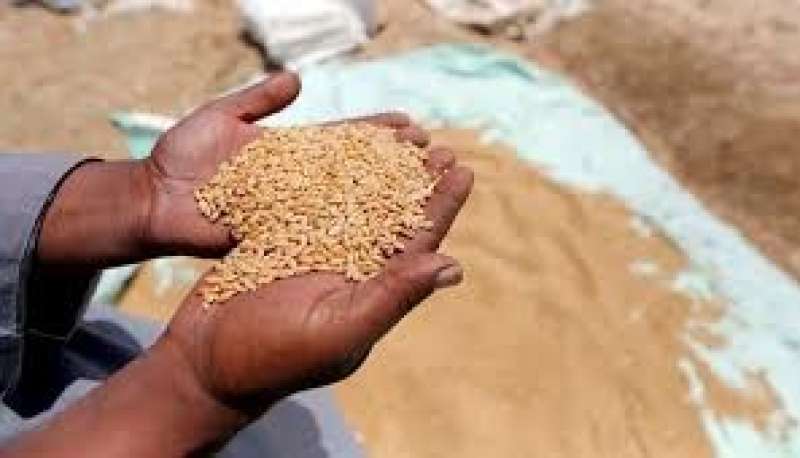مصر تدرس طلب منظمة الحبوب بإعادة النظر في خروجها من اتفاقية الحبوب