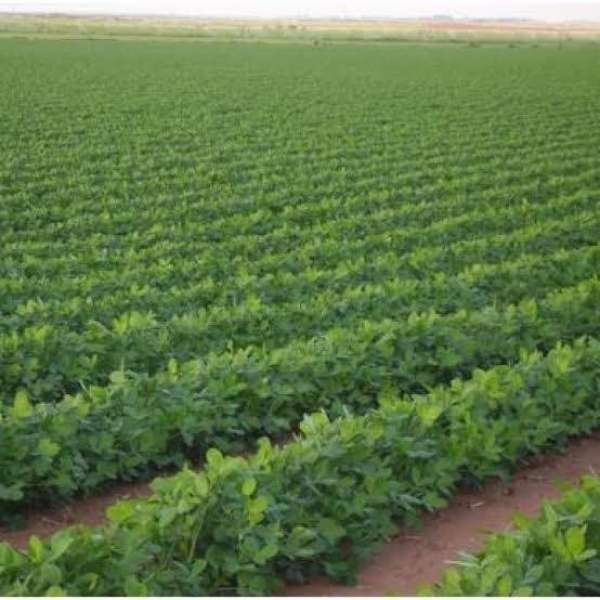«مناخ الزراعة» يعلن موعد بدء ونهاية فصل الربيع ونصائح للمزراعين
