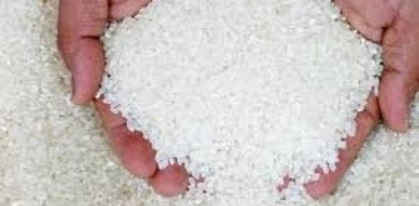 تعرف على أصناف الأرز السوبر مرتفع الإنتاجية