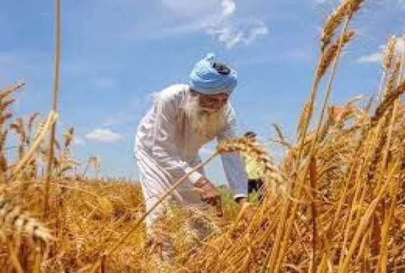 الطقس السيئ يضرب محصول القمح في الهند