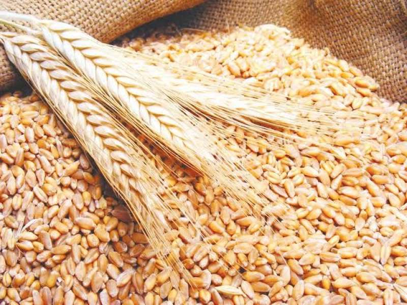أسعار القمح اليوم الأربعاء 22 مارس.. الروسي يسجل القمح  14,200 جنيه للطن