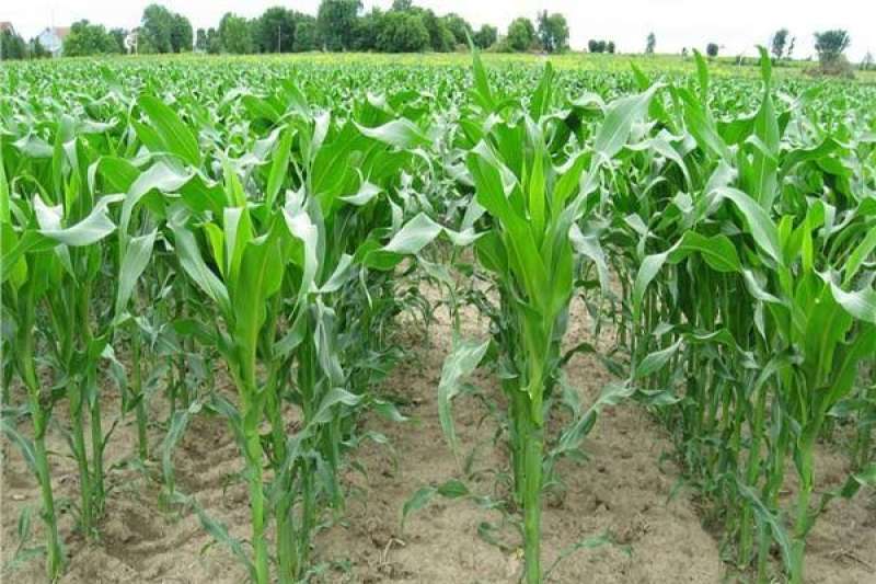 4 طرق لإعداد الأرض لزراعة محصول «الذرة الشامية».. تفاصيل