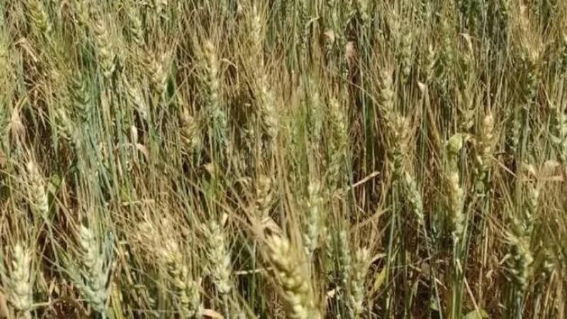 أستشاري زراعي يوضح علاج ظاهرة الرقاد في محصول القمح