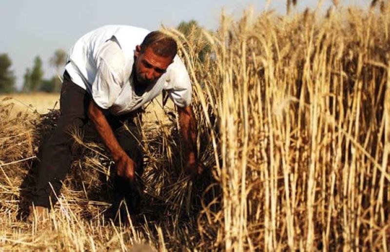 توصيات للمزارعين لمواجهة الطقس حتى نهاية الأسبوع.. «مفيش أمطار»