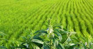 «الزراعة»: 16 نصيحة لتحقيق إنتاجية عالية من محصول السمسم