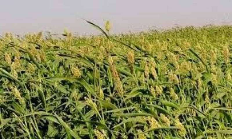أسعار تقاوي الدُخن وحشيشة السودان والذرة الريان بمنافذ وزارة الزراعة