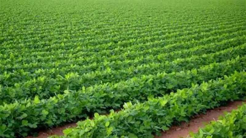 «مناخ الزراعة» يكشف ملامح طقس الأسبوع وتوصيات زراعية هامة للمحاصيل الصيفية