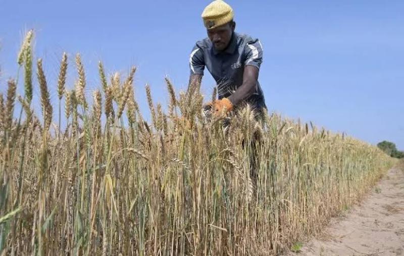 زراعة القمح فى السنغال