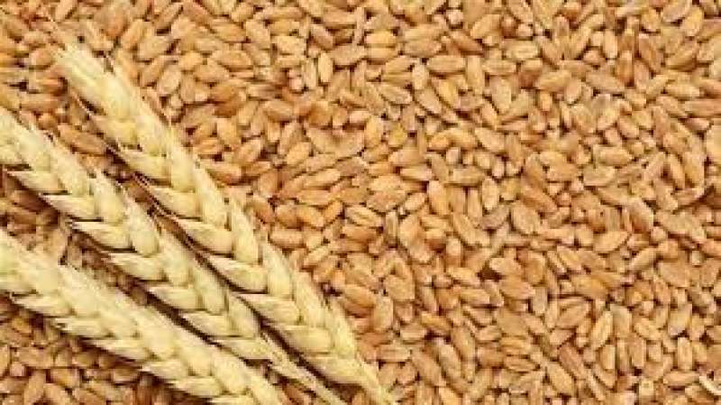مع اقترب الحصاد.. تعرف على أسعار القمح في السوق الثلاثاء 11 أبريل