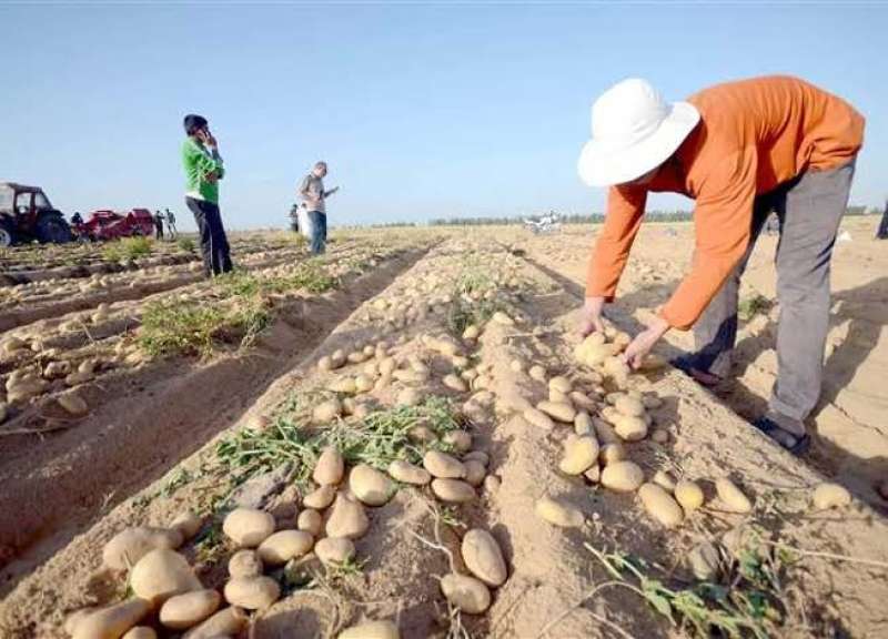«الزراعة» توجه 4 توصيات عاجلة لمزارعي البطاطس والقمح.. ممنوع الري