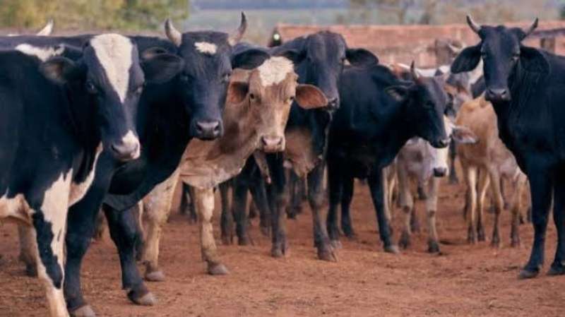 المغرب تستورد الأبقار من البرازيل بعد تراجع الإنتاج المحلي 20%