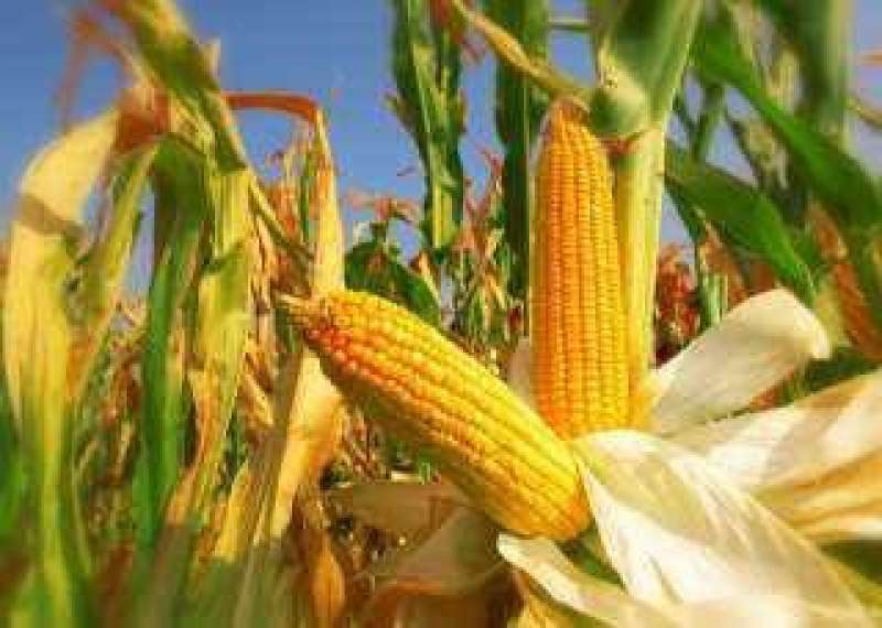 وكالة ”Conab”: ارتفاع إنتاج محصول الذرة وفول الصويا في البرازيل