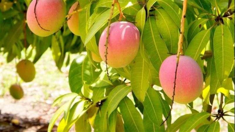الزراعة: توصيات هامة لمزارعي أشجار ( المانجو – الزيتون – البرتقال - العنب)