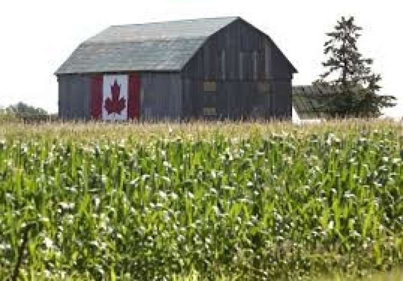 كندا تخطط لزراعة أكبر مساحة من القمح