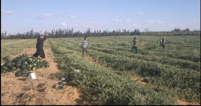 3 أسباب رئيسية لخسائر زراعة البطيخ 2023