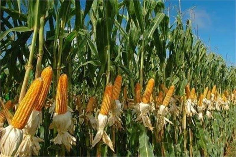 «الزراعة» توضح حلول لمشكلات مزارعي محصول الذرة