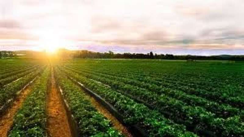 «فهيم» يوضح أهم الظواهر الزراعية المرتبطة ببداية فصل الصيف