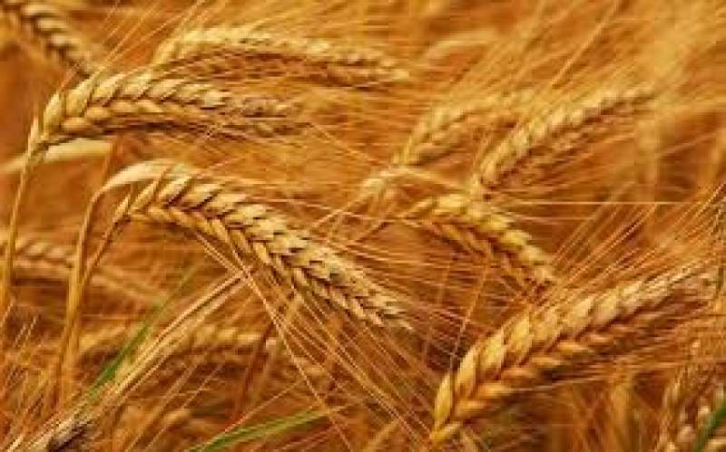 الزراعة الأمريكية: من المتوقع إنتاج 81.5 مليون طن من القمح الروسي الموسم المقبل