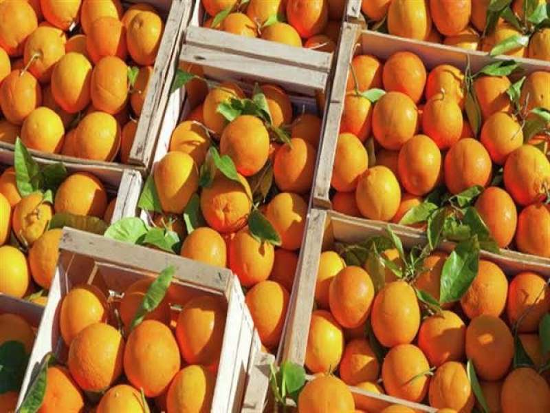 «التصديري» يحذر: صادرات البرتقال إلى أوروبا مهدد بالتوقف.. وقيود جديدة على الشحنات
