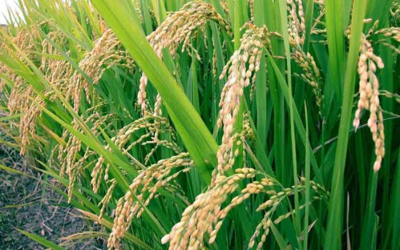 سلفات الزنك فى محصول الأرز