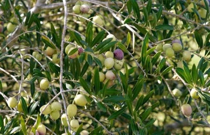 احتياجات أشجار الزيتون المثمرة من البوتاسيوم بعد العقد